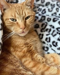 EddiePet_2_IMG_3874.jpg