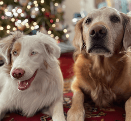 Screen Shot 2023-01-12 at 4.51.31 PM.png