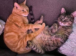 EddiePet_3_IMG_3879.jpg