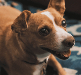 Screen Shot 2023-01-12 at 4.48.14 PM.png