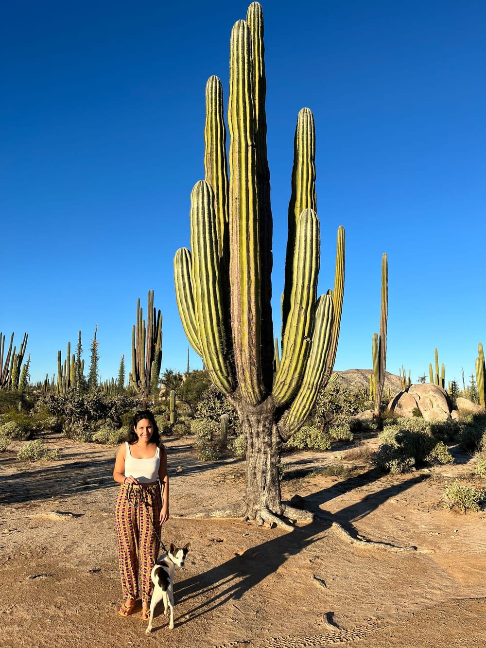 ana cactus.jpg