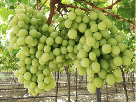 634eaebf938102fad75eef33_Kriegler Farms-p-800.png