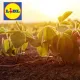 Lidl Startup Award.webp